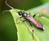 Ichneumon sp.